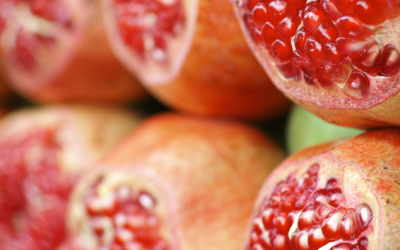 ¿Qué comemos hoy? ¿Y qué comeremos mañana? Una jornada para repensar la alimentación desde Navarra