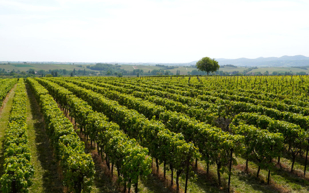 Agricultura Regenerativa