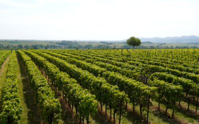 Agricultura Regenerativa